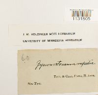 Gymnostomum aeruginosum image