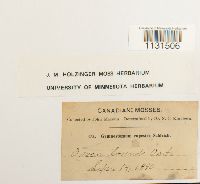 Gymnostomum aeruginosum image