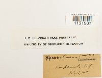 Gymnostomum aeruginosum image