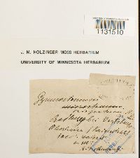 Gymnostomum aeruginosum image