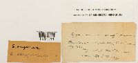 thumbnail image of current specimen