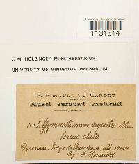 Gymnostomum aeruginosum image