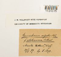 Gymnostomum aeruginosum image