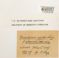 thumbnail image of current specimen