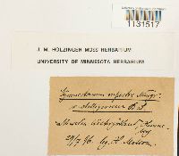 Media resource of Gymnostomum aeruginosum