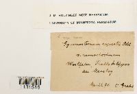 Gymnostomum aeruginosum image