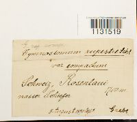 Gymnostomum aeruginosum image