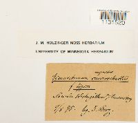 Gymnostomum aeruginosum image