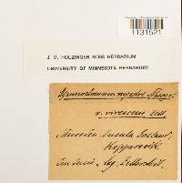 thumbnail image of current specimen