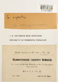 Gymnostomum aeruginosum image