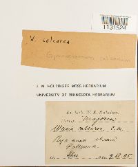 Gymnostomum calcareum image