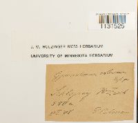 Gymnostomum calcareum image