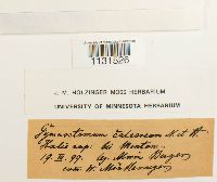 Gymnostomum calcareum image