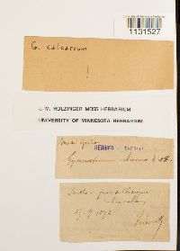 Gymnostomum calcareum image