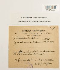 Gymnostomum calcareum image