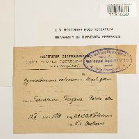 Gymnostomum calcareum image