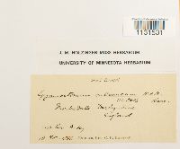 Gymnostomum calcareum image