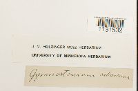 Gymnostomum calcareum image