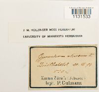 Gymnostomum calcareum image