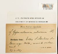 Gymnostomum calcareum image