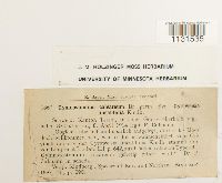 Gymnostomum calcareum image