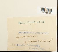 Gymnostomum calcareum image