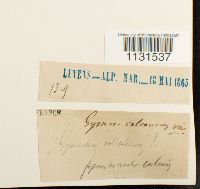 Gymnostomum calcareum image