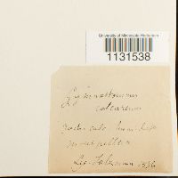 Gymnostomum calcareum image