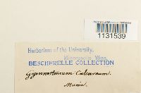 Gymnostomum calcareum image