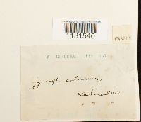 Gymnostomum calcareum image