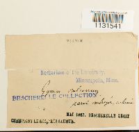 Gymnostomum calcareum image