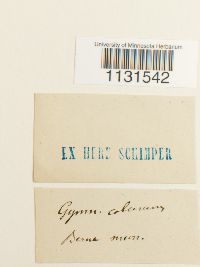 Gymnostomum calcareum image