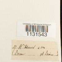 Gymnostomum calcareum image