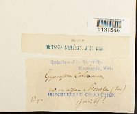 Gymnostomum calcareum image