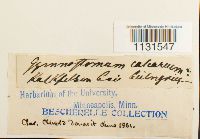 Gymnostomum calcareum image