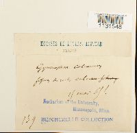 Gymnostomum calcareum image