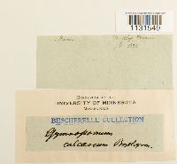 Gymnostomum calcareum image