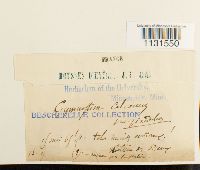 Gymnostomum calcareum image