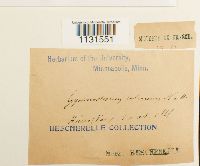 Gymnostomum calcareum image