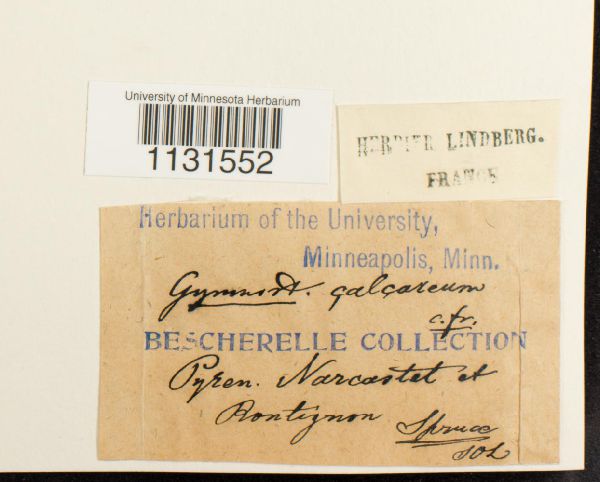 Gymnostomum calcareum image