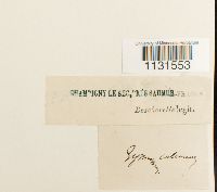 Gymnostomum calcareum image