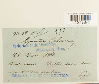 Gymnostomum calcareum image