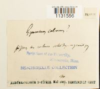 Gymnostomum calcareum image