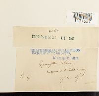 Gymnostomum calcareum image