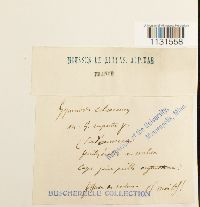 Gymnostomum calcareum image