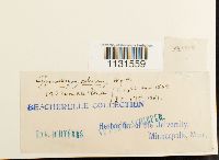 Gymnostomum calcareum image