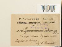 Gymnostomum calcareum image