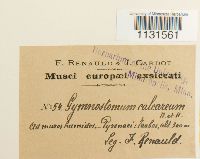 Gymnostomum calcareum image