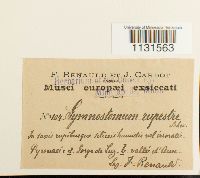 Gymnostomum aeruginosum image