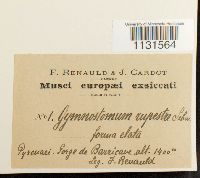 Gymnostomum aeruginosum image